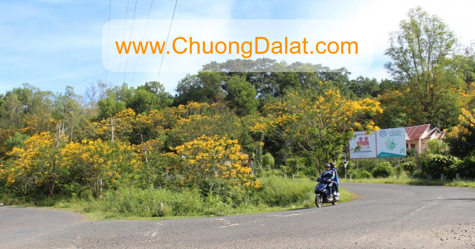 Chương Đà Lạt