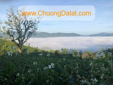 Chương Đà Lạt